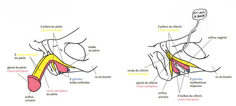anatomie femme homme