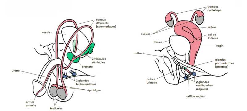 anatomie femme homme